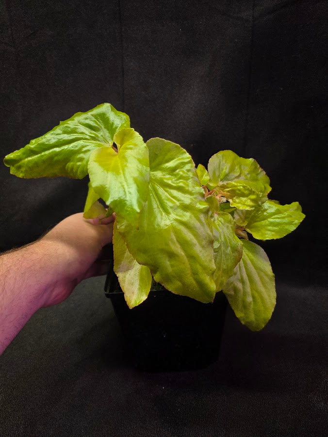 Begonia Canary Wings #01