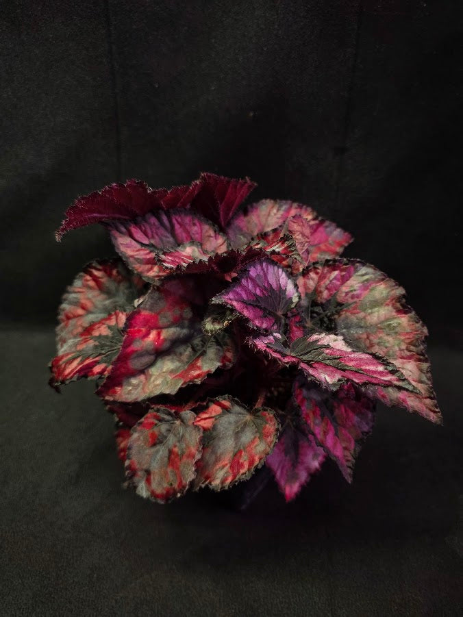 Begonia Rex Shadow Pink King #03
