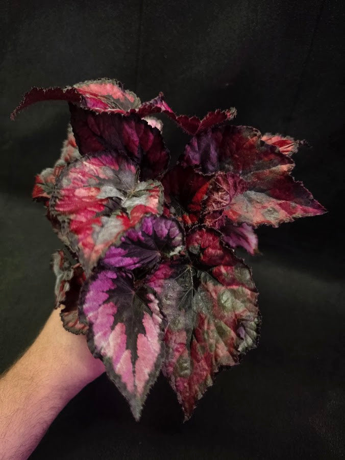 Begonia Rex Shadow Pink King #03