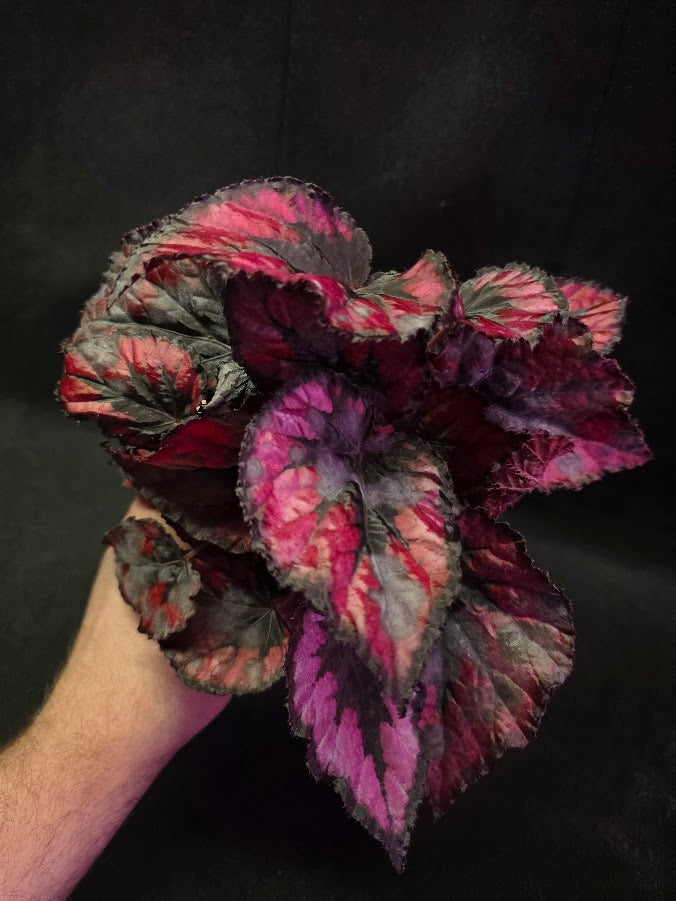 Begonia Rex Shadow Pink King #03