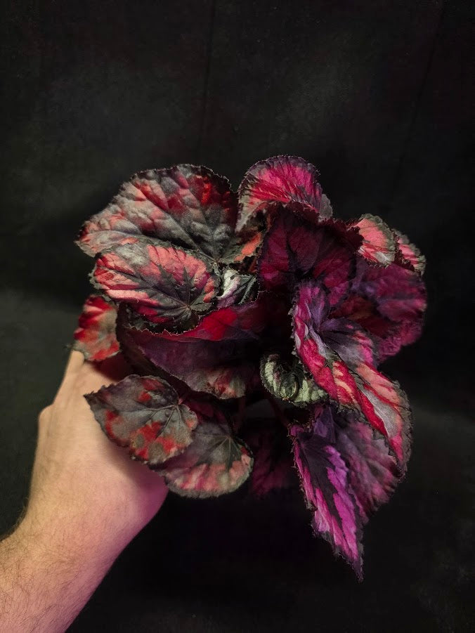 Begonia Rex Shadow Pink King #03