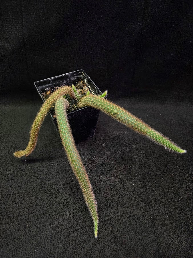 Rat Tail Cactus #01