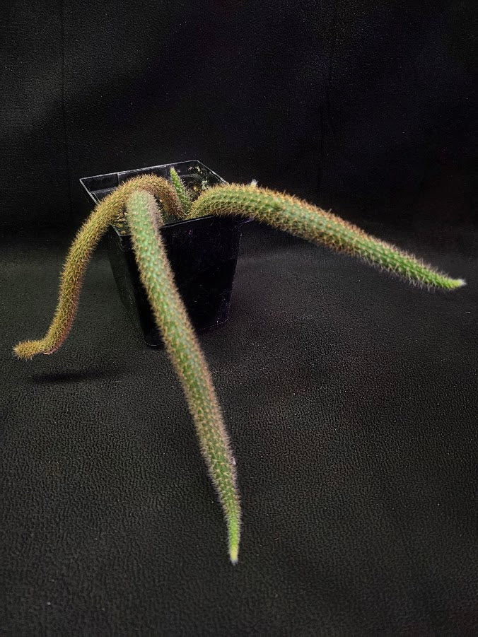 Rat Tail Cactus #01