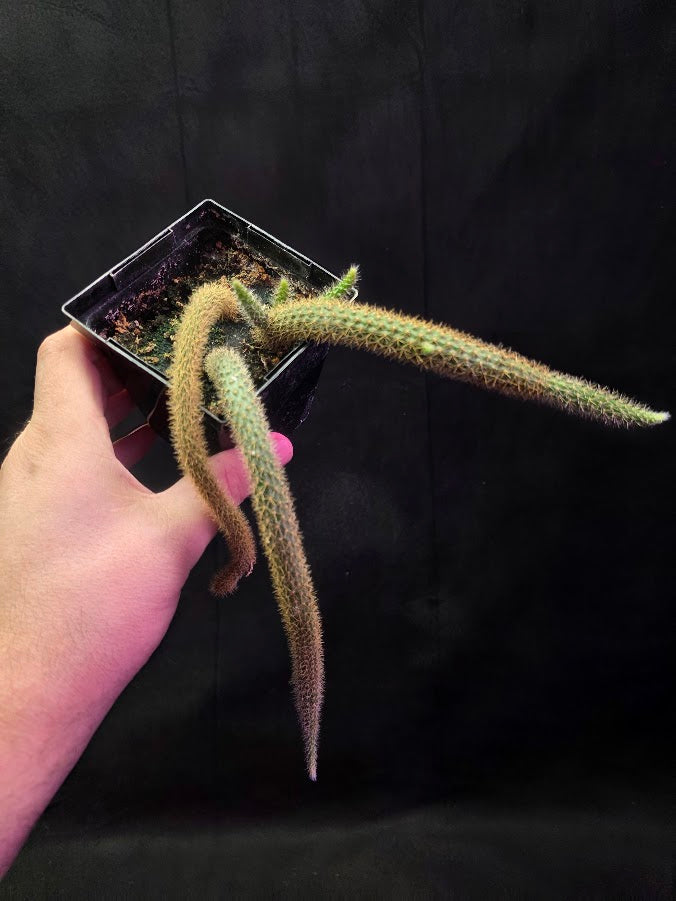 Rat Tail Cactus #01