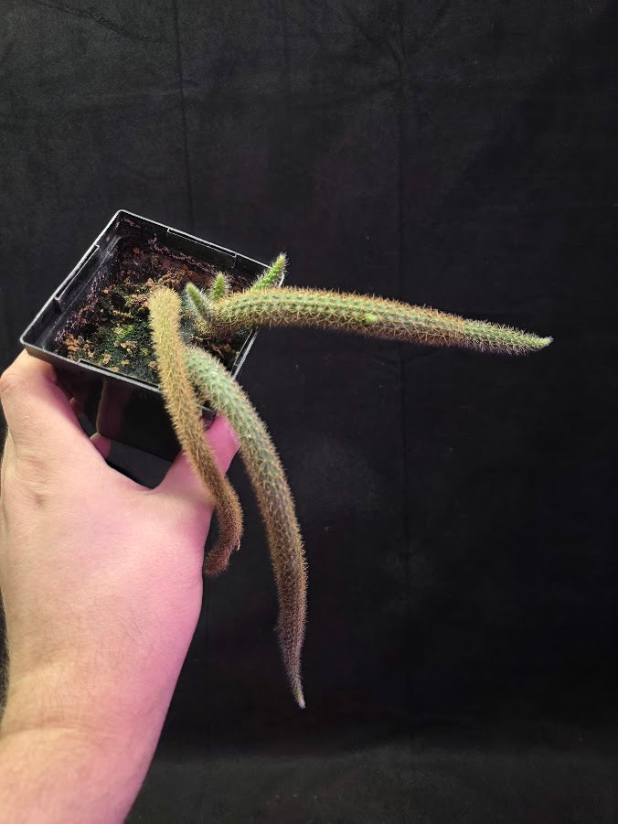 Rat Tail Cactus #01