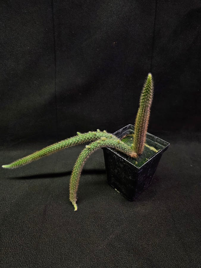 Rat Tail Cactus #02