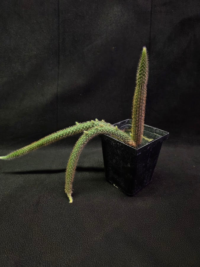 Rat Tail Cactus #02