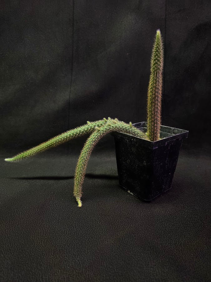 Rat Tail Cactus #02