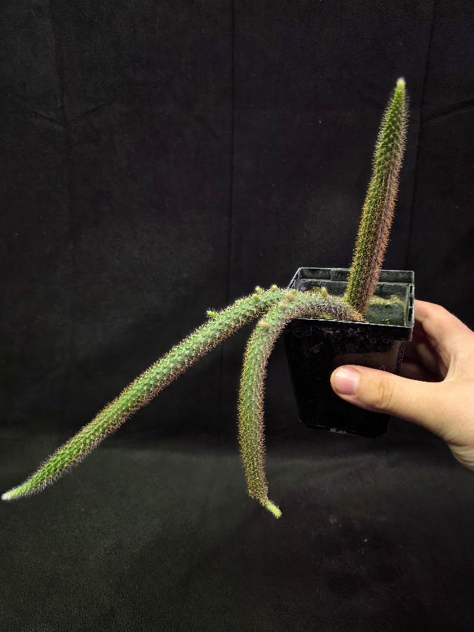 Rat Tail Cactus #02