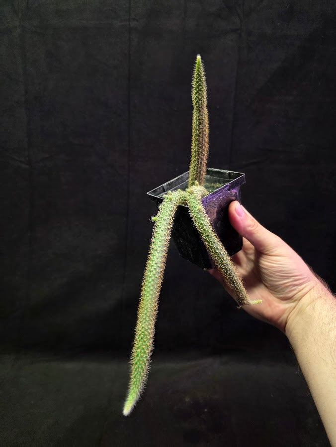 Rat Tail Cactus #02