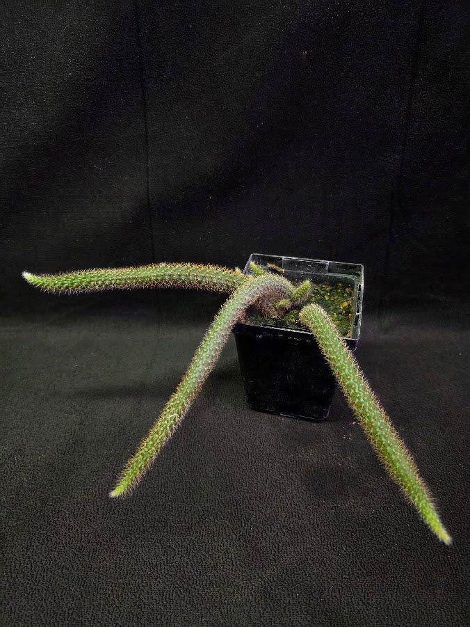 Rat Tail Cactus #03