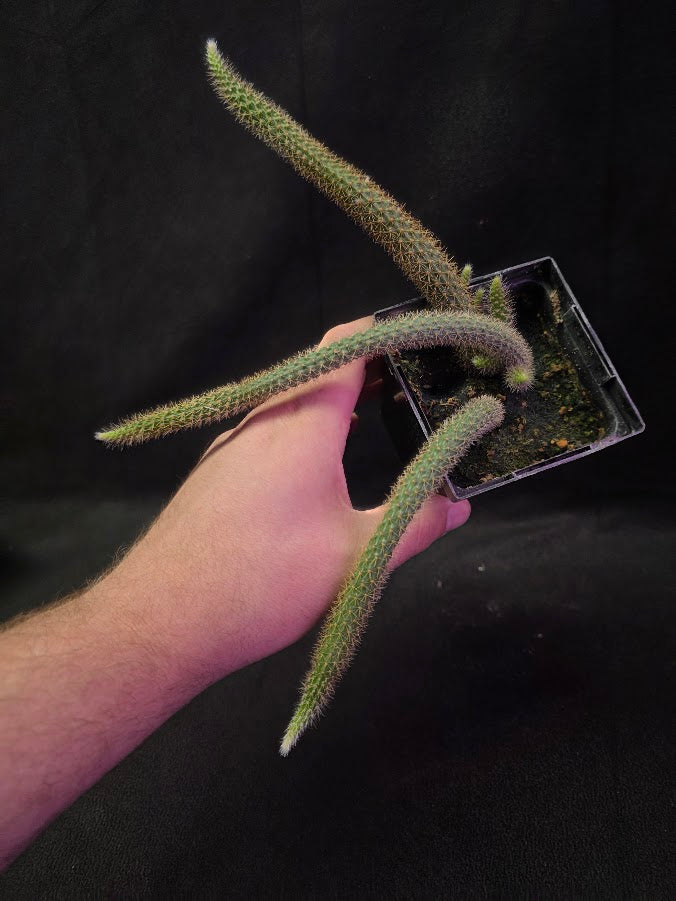 Rat Tail Cactus #03
