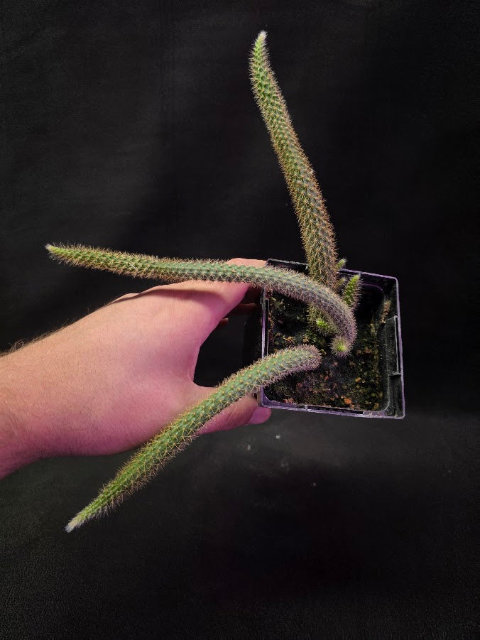Rat Tail Cactus #03