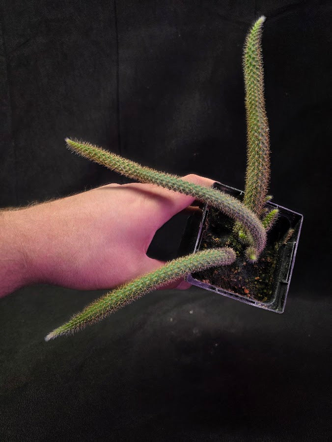 Rat Tail Cactus #03