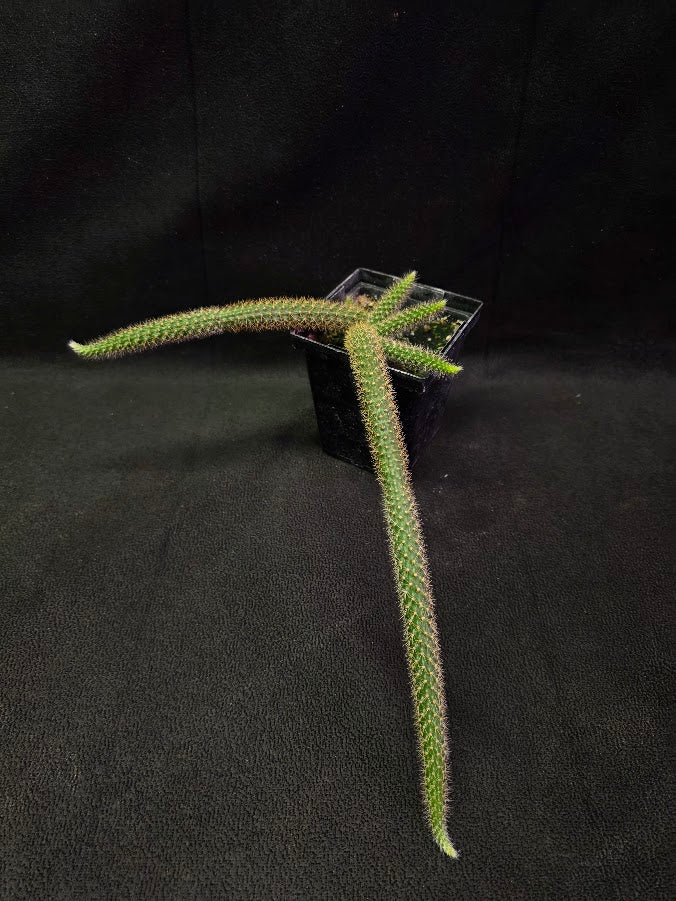 Rat Tail Cactus #04