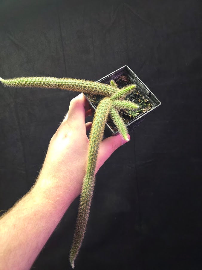 Rat Tail Cactus #04