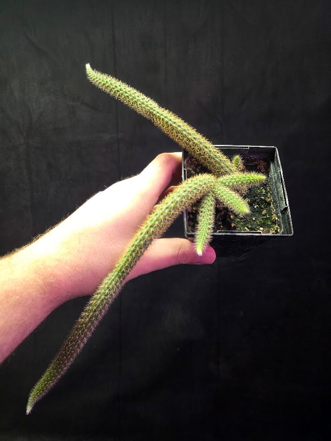 Rat Tail Cactus #04