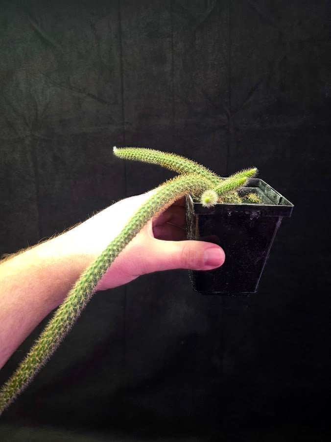 Rat Tail Cactus #04