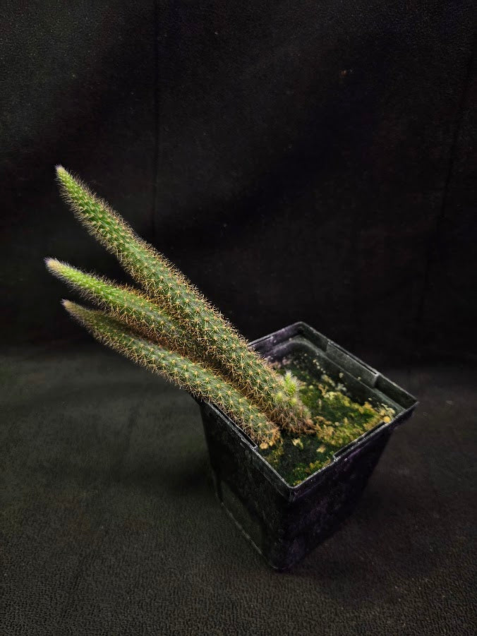 Rat Tail Cactus #05