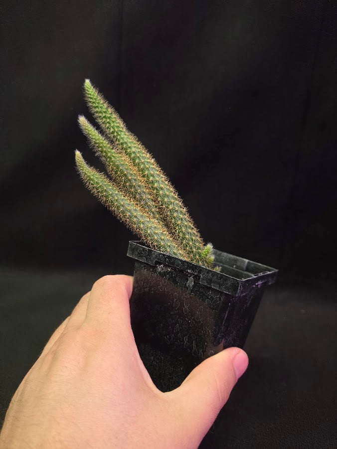 Rat Tail Cactus #05