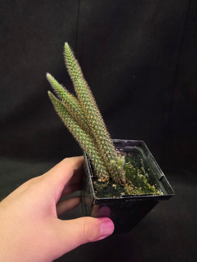 Rat Tail Cactus #05