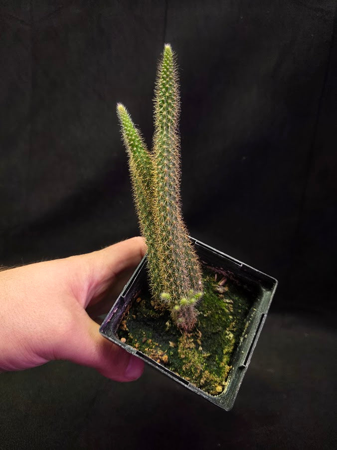 Rat Tail Cactus #05