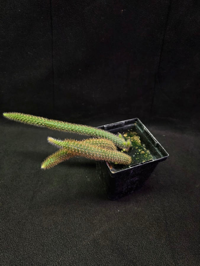 Rat Tail Cactus #06