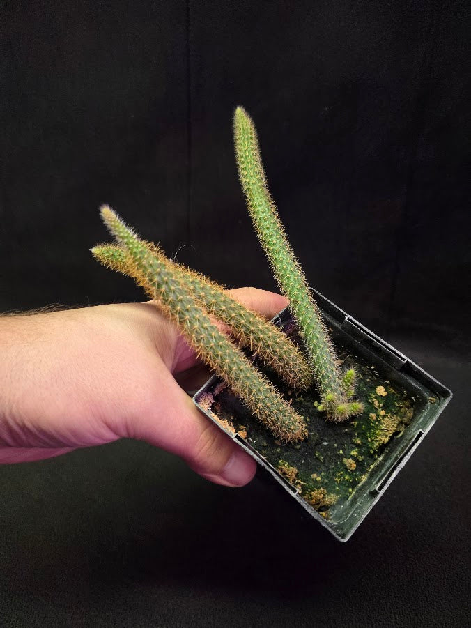 Rat Tail Cactus #06