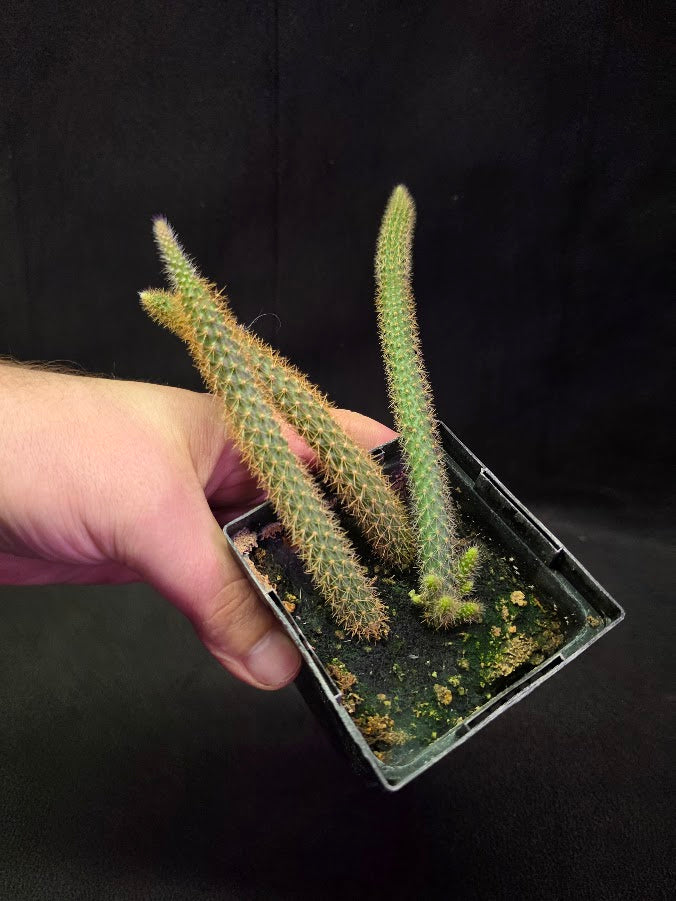 Rat Tail Cactus #06