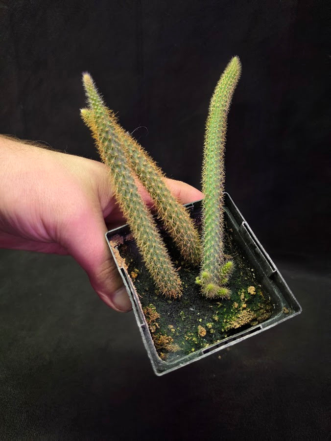 Rat Tail Cactus #06