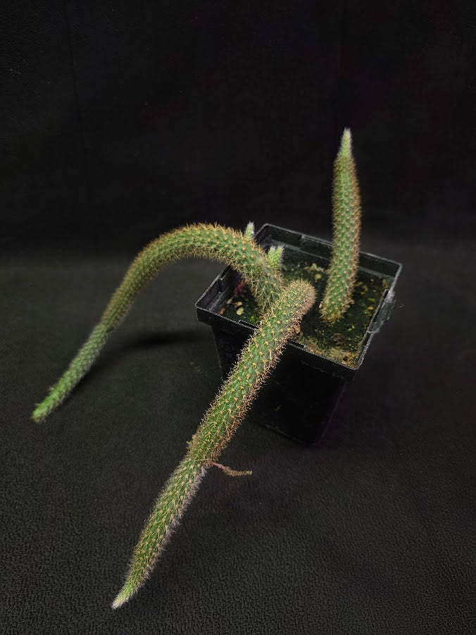 Rat Tail Cactus #07