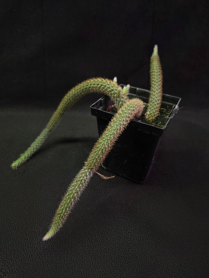 Rat Tail Cactus #07