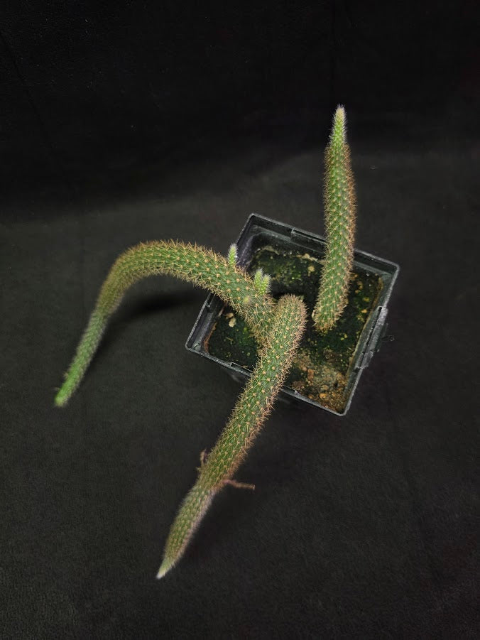 Rat Tail Cactus #07