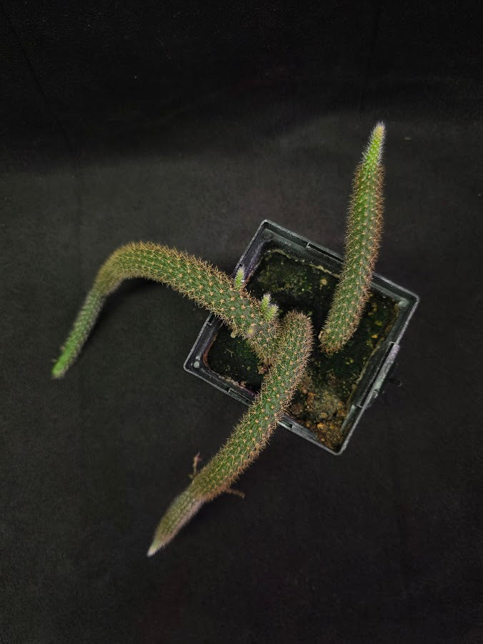 Rat Tail Cactus #07