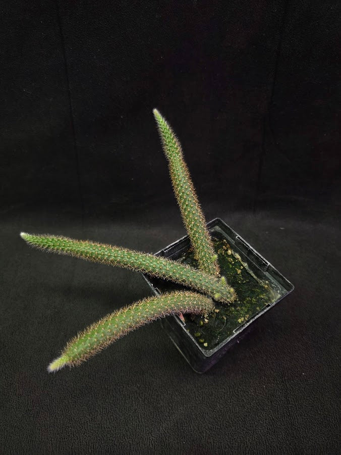 Rat Tail Cactus #08