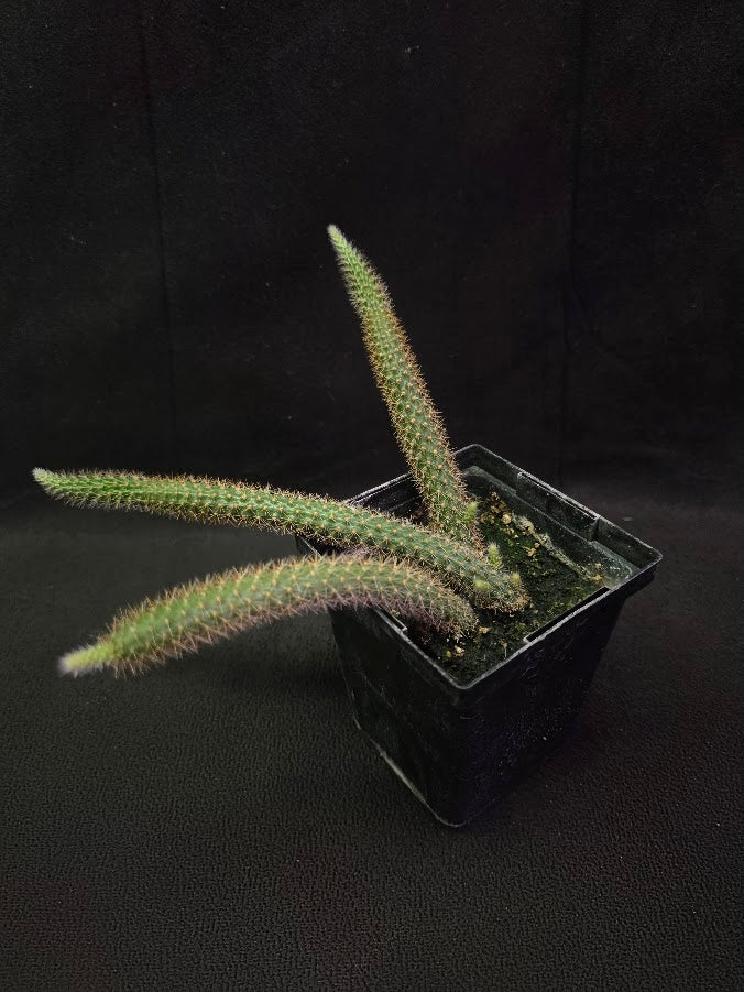 Rat Tail Cactus #08