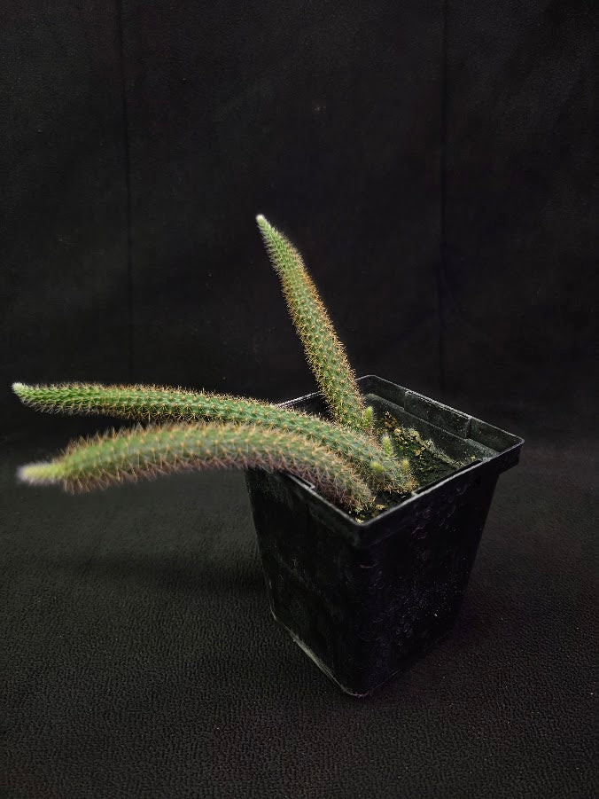 Rat Tail Cactus #08