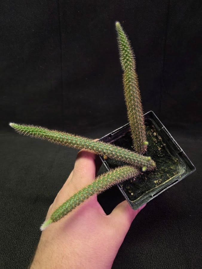 Rat Tail Cactus #08