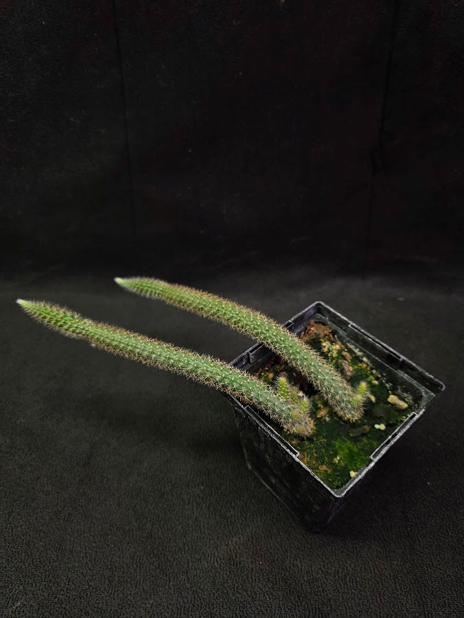 Rat Tail Cactus #09