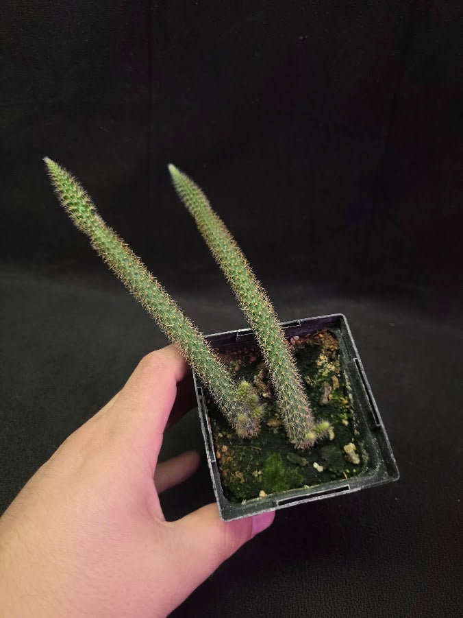 Rat Tail Cactus #09