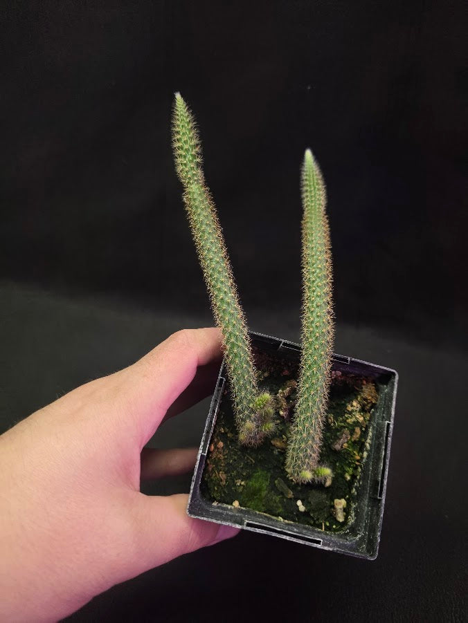 Rat Tail Cactus #09
