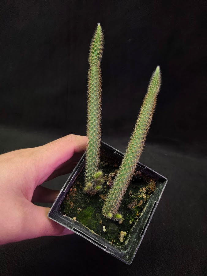 Rat Tail Cactus #09