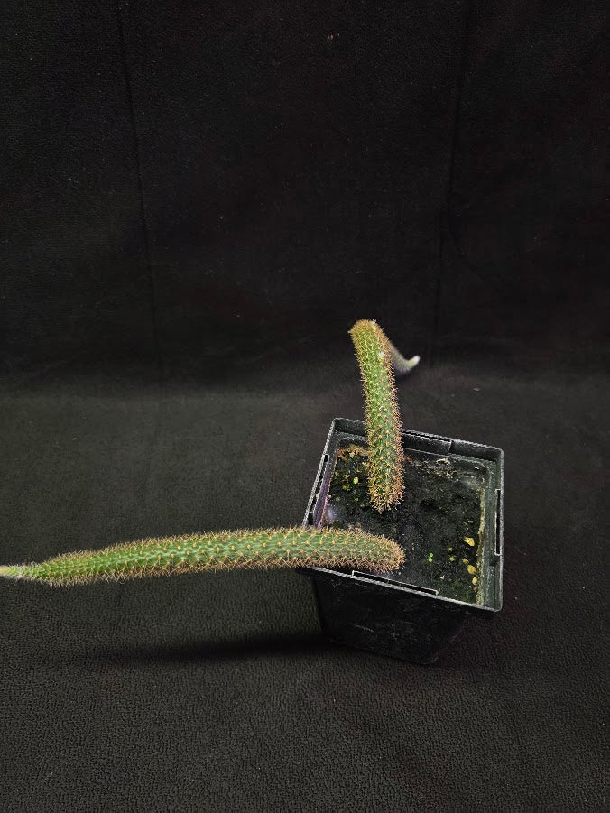 Rat Tail Cactus #10