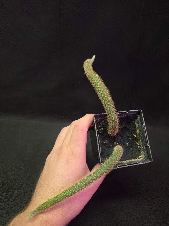 Rat Tail Cactus #10