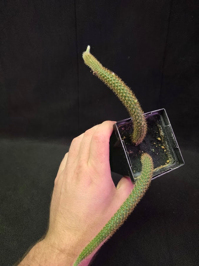 Rat Tail Cactus #10