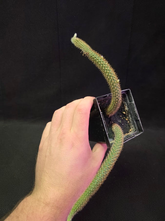 Rat Tail Cactus #10