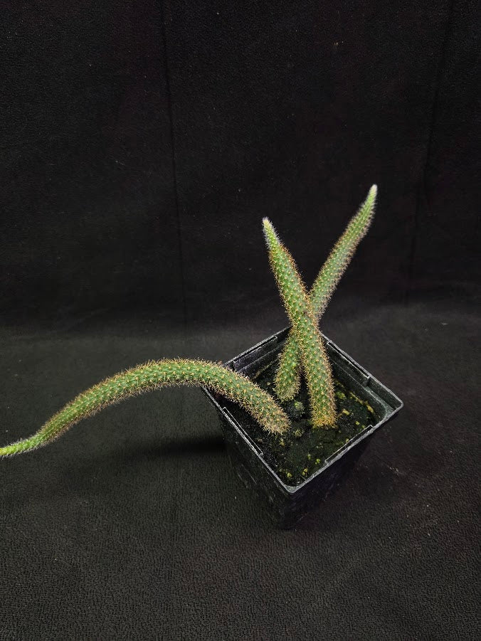 Rat Tail Cactus #11