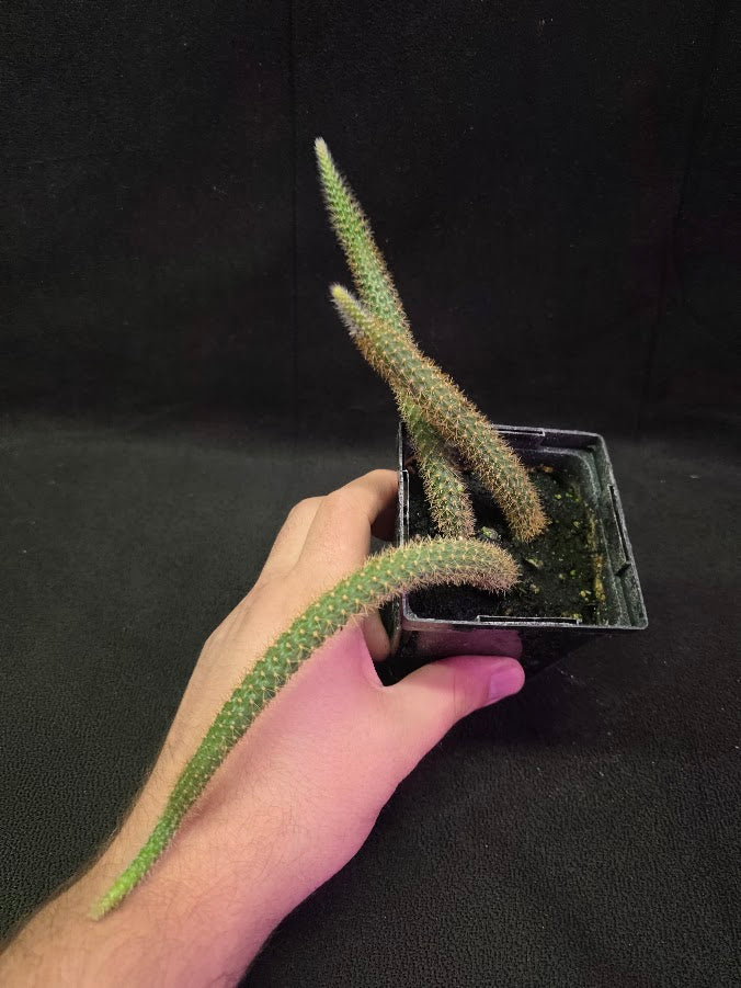Rat Tail Cactus #11
