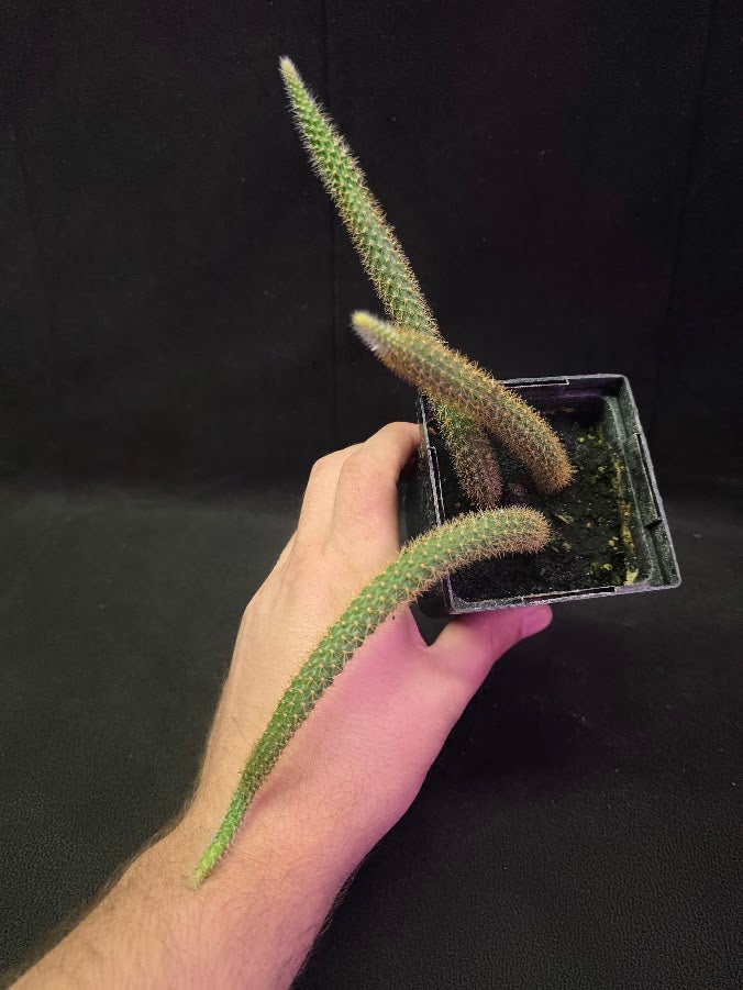 Rat Tail Cactus #11