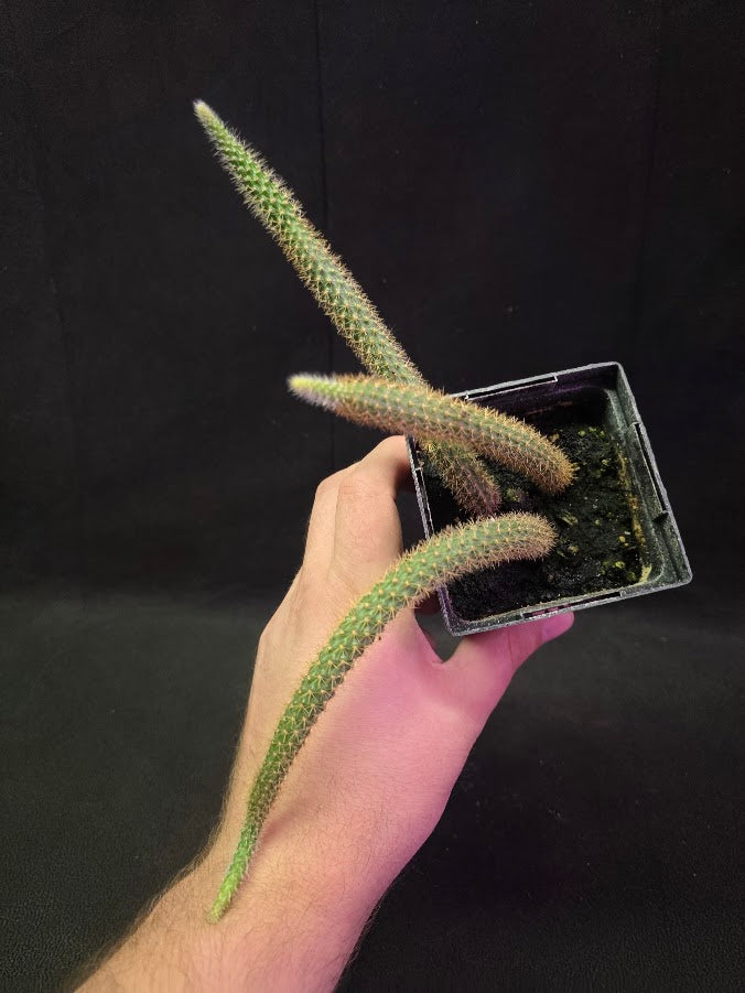 Rat Tail Cactus #11